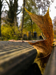 Beautiful cemetary or graveyard Südfriedhof Sudfriedhof in Munich, Germany, famous landmark tourist sightseeing destination for historic graves and tombstones in breathtaking natural landscape scenery