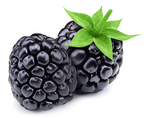 Wall Mural - Fresh organic blackbery isolated