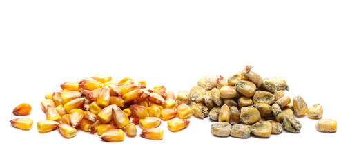 Wall Mural - Moldy and good ripe corn kernel piles next to each other for comparison isolated on white background, Aflatoxin - Aspergillus flavus and Aspergillus parasiticus