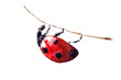 Watercolor drawing of red ladybug isolated on the white background. Handmade illustration of lady beetle.