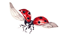 Watercolor Drawing Of Red Ladybug Isolated On The White Background. Handmade Illustration Of Lady Beetle.
