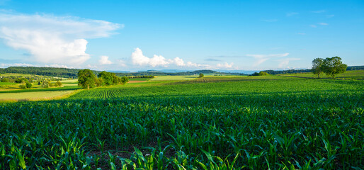 Idyllic rural view of farmland in the beautiful surroundings in eastern France, close to the Swiss and German borders. Fields and wonderful blue sky, panoramic view with shadows.