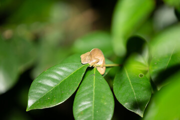 Sticker - Colorful chameleon in a close-up in the rainforest in Madagascar