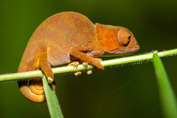 Sticker - Colorful chameleon in a close-up in the rainforest in Madagascar