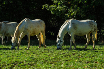 Lipizzaner horses grazing in autumn sun, Lipica stud farm, Slovenia, October 2016