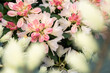 Rhododendron flowers in spring. Garden plant bloom in spring.