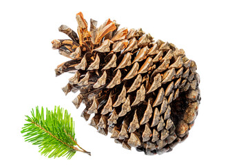 Wall Mural - fir branch of christmas tree with pine cones isolated on white background. creative winter concept