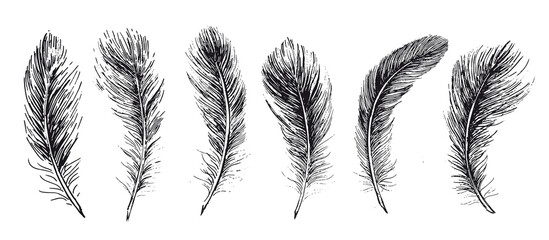 Feathers set on white background. Hand drawn sketch style.	