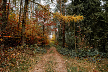 autumn landscape in the forest