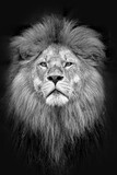 Fototapeta Sawanna - Portrait von Löwen im Tierpark