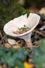 Trooping Funnel (Clitocybe Geotropa) Long Stemmed Mushroom