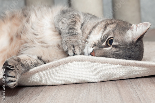 Fotografía A fat furry mongrel cat is lying on its bed.