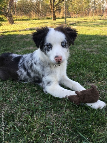 Blue Merle Border Collie Puppy Playing With A Toy Stock Photo Adobe Stock