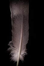 Close Up Of Bird Feather Showing Fine Details