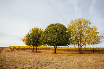 King Valley Vineyard in Australia