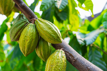 Wall Mural - Fresh cocoa fruit from cocoa trees