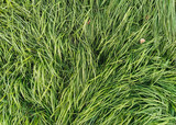 Fototapeta  - The texture of the long, tall green grass close-up. Photography, copy space, windy.