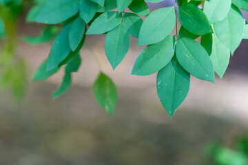 Green leaves background