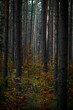 © juste.dcv - Dark morning in a pine forest. The leaves of deciduous trees have changed their color into yellow and orange. Selective focus on the tree trunks, blurred background.
