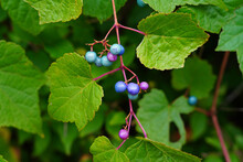Blue Berries Of The Ampelopsis Gnadulosa Porcelain Berry Plant