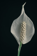 Poster - Close up white Spathiphyllum pearl flower isolated on a black background pattern for design...