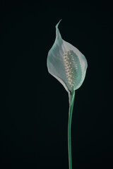 Poster - White Spathiphyllum pearl flower isolated on a black background pattern for design...