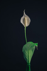 Poster - White Spathiphyllum pearl flower isolated on a black background pattern for design...