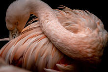 Closeup Of A Flamingo