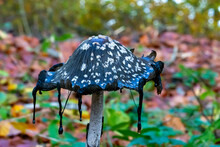 A Picture Of A Black Fungus In A Forest. Brown Autumn Leaves In The Background