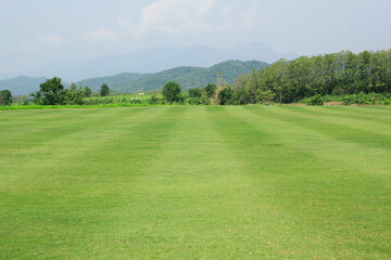 Sticker - landscape with green grass and trees