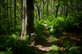 Fototapeta  - Forrest and trail