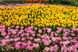 © esherez - Multicolored tulips on theTulip Festival in Emirgan Park, Istanbul, Turkey.
