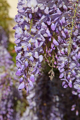 Sticker - Fleurs de Glycine	
