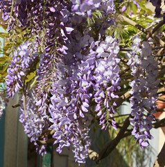 Sticker - Fleurs de Glycine	
