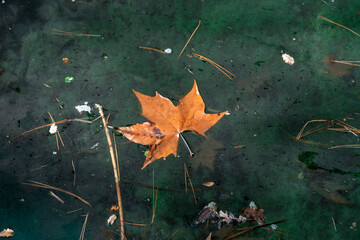 Brown leaves floating on pond water