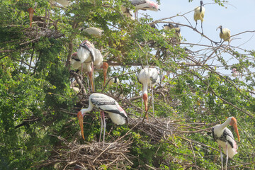 The Painted Stork bird (Mycteria leucocephala) and flapper on big nest dry tree