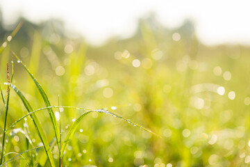 Wall Mural - Drop of dew in morning on leaf with sun light. nature background concept