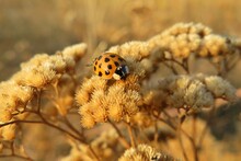 Ladybug On Yarrow Plant In Autumn