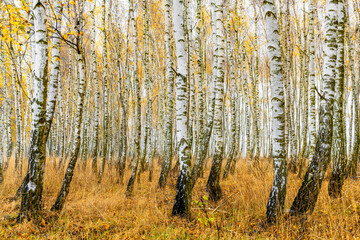  Autumn in the birch forest