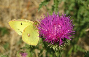 Beautiful yellow citron butterfly on thistle flower in the field