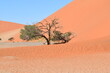 Lebender Baum und toter Baum in Afrika