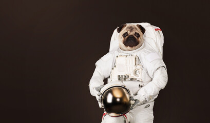 Poster - Astronaut pug dog in a space suit with a helmet on a dark brown background. Animal travel concept