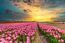 Dutch Bulb Field With Pink White Flowering Tulips In Perspective With Warm Yellow Orange Sunlight From Low Sun On The Horizon Shining Through The Clouds During Sunset