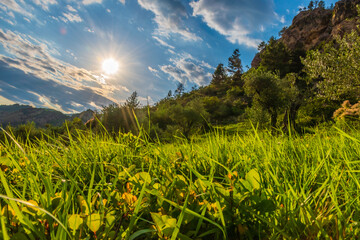 A low-angle shot of the green grass in a meadow in the French Alps during sunset