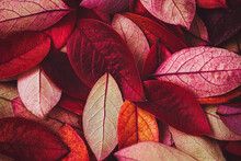 Wine Red Autumn Leaves Texture, Fall Nature Background