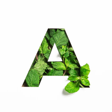 Letter A of English alphabet of green mint natural leafs and cut paper isolated on white. Leaves font for decoration