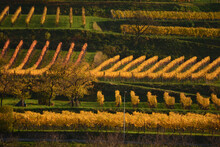 Colorful Yellow Trees Embeded In Vine Shot As Background Image In Wachau During Authum