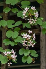 Wall Mural - Beautiful Lysiphyllum hookeri plant,commonly call including Alibangbang,Hooker's bauhinia,white bauhinia,mountain ebony and Queensland ebony.