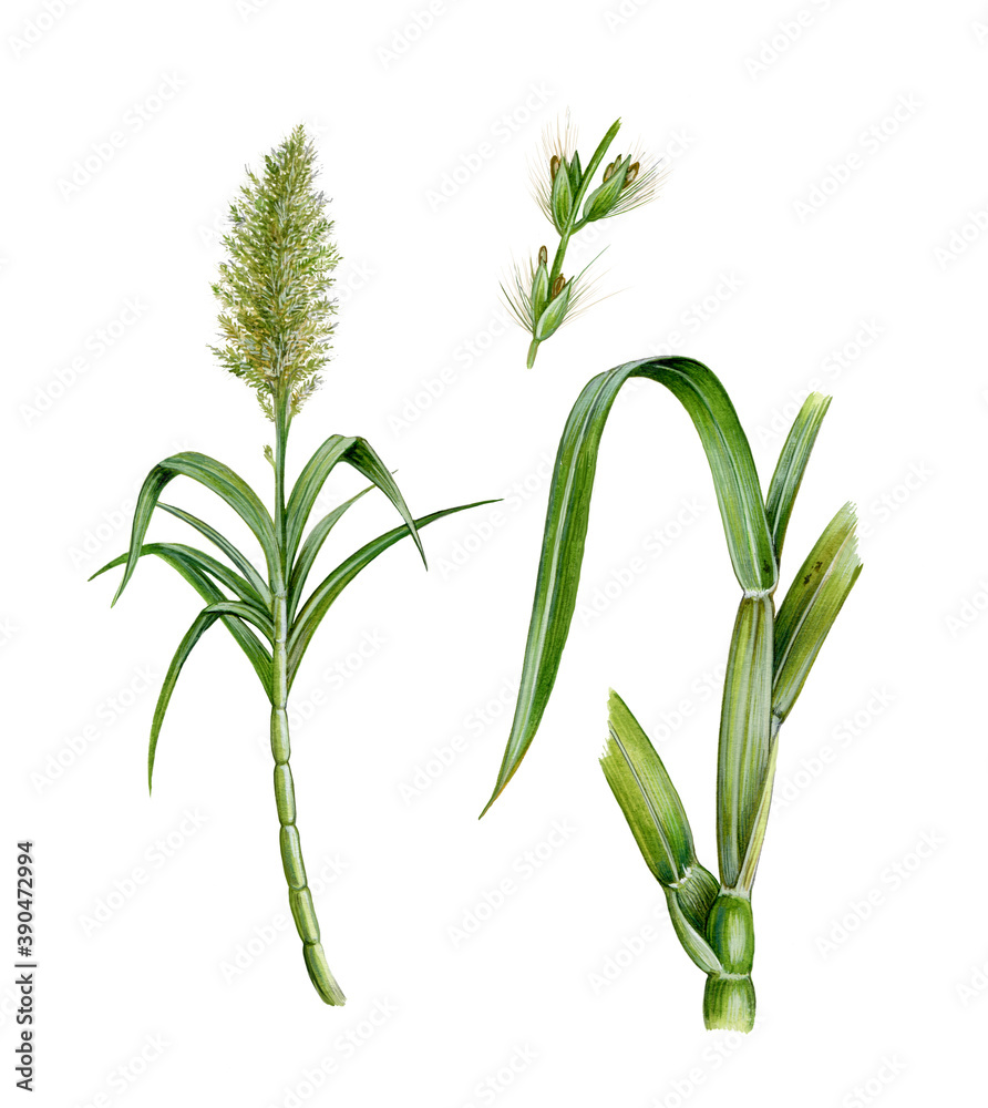 realistic illustration of sugar cane or sugarcane (saccharum officinarum)  with plant, flowers and leaves Stock Illustration | Adobe Stock, image size:892x1000