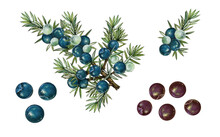 Realistic Botanic Illustration Of Juniper Plant (juniperus Communis I) With A Branch With Berries And Leaves. 